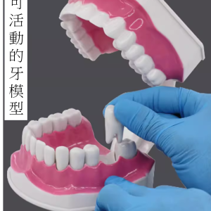 EX101B 2倍放大活動牙模型 (LA1)
