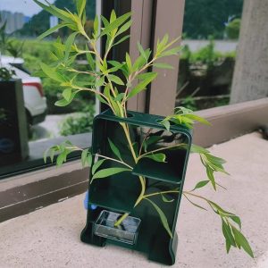 EX409 植物向光性黑箱 (4LE5)