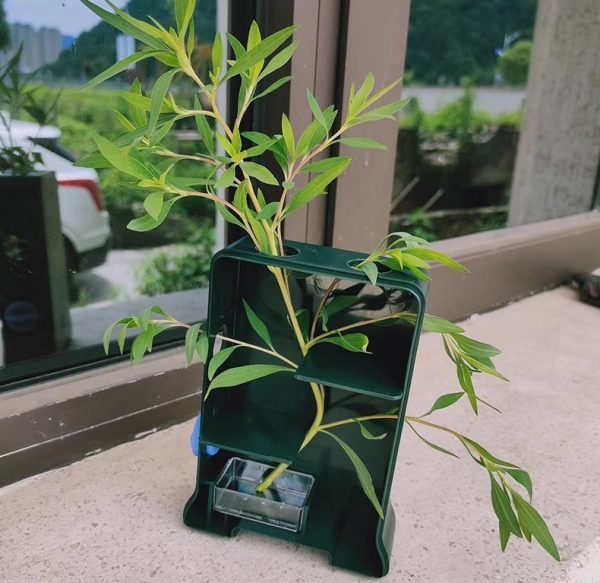 EX409 植物向光性黑箱 (4LE5)