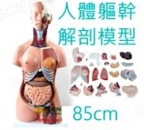 EX6003 人體軀幹解剖模型 (6LB3)