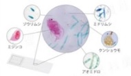 EX6012 池塘微生物載玻片